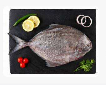 Fresh Whole Black Pomfret Local 800 grams 42 AED